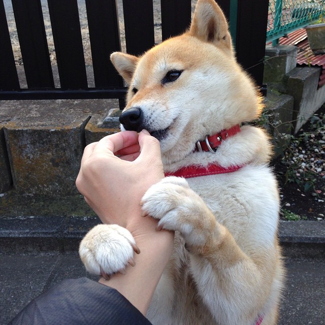 开云体育app-2026世界杯焦点战，开拓者力克灰熊，争冠征程迈出关键一步