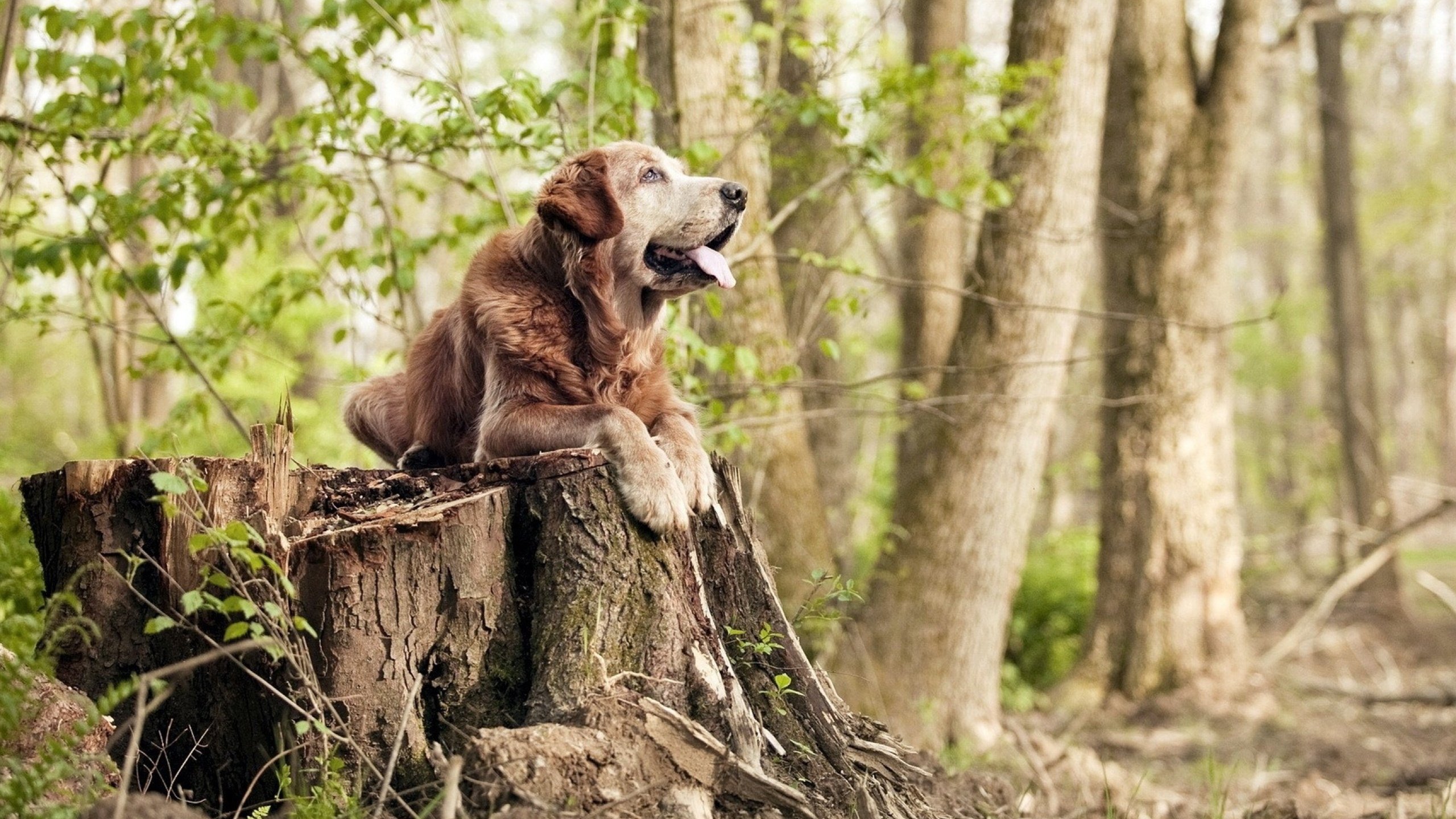 开云体育-一脚穿透两个时代，特奥完美发挥终结丹麦的依赖症