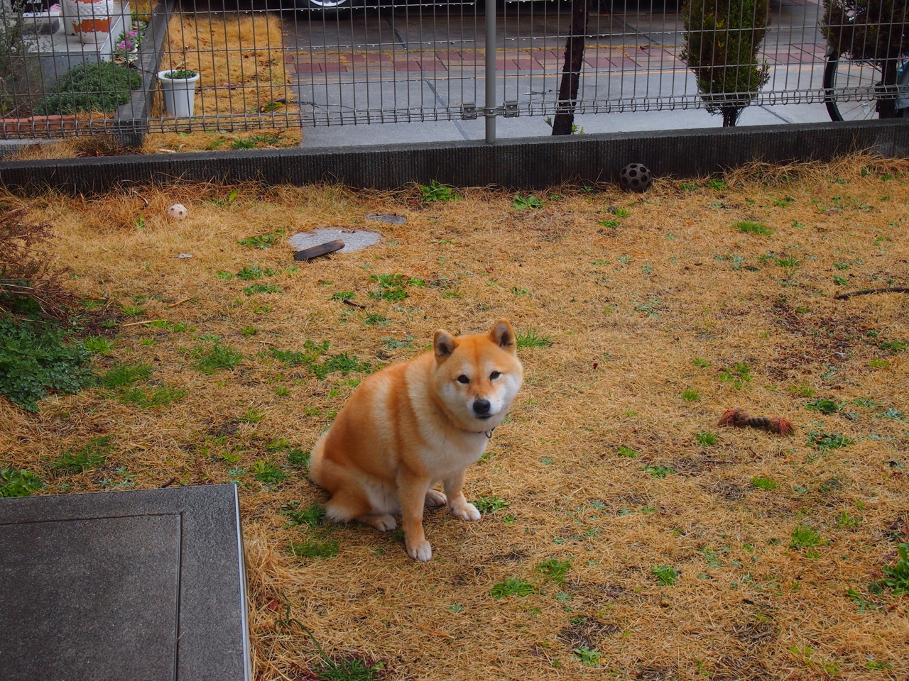 城市森林的战吼，西亚卡姆在明尼苏达雪夜绘制的胜利版图