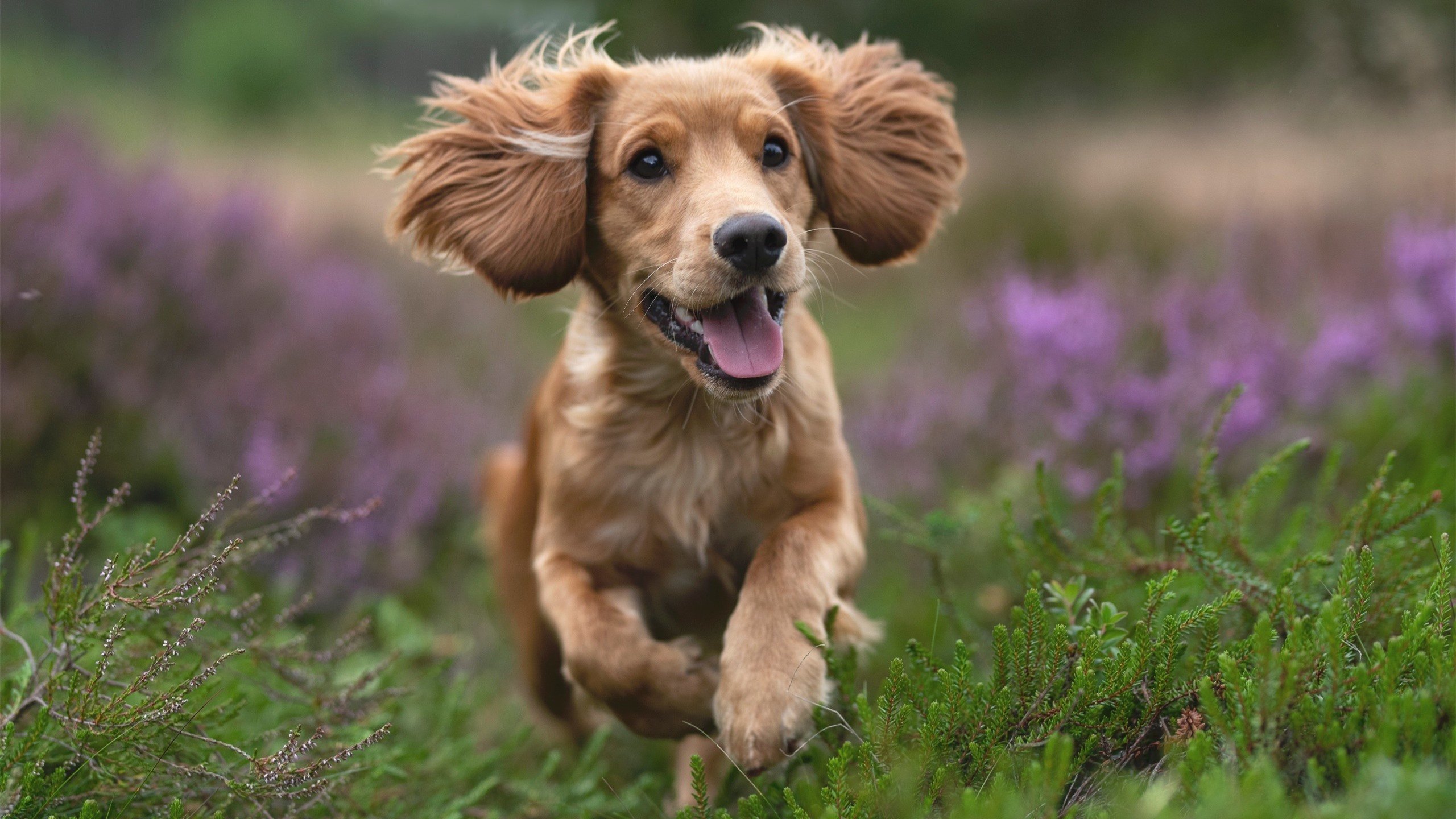 连续得分锁胜局，布雷默化身关键先生—加纳战术压制马里启示录
