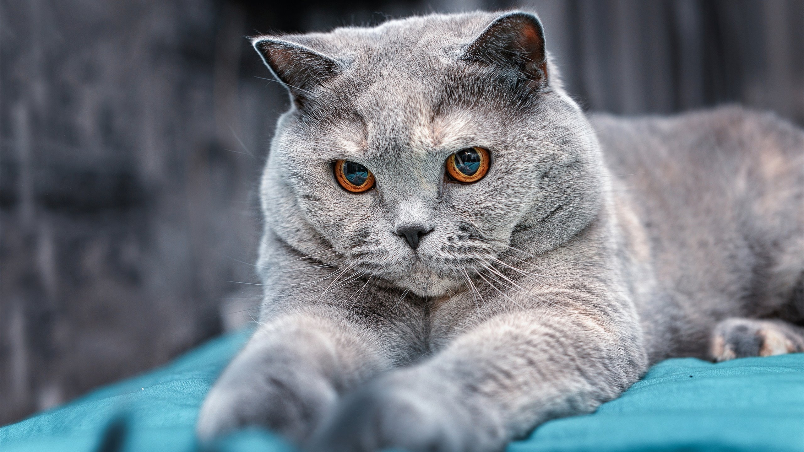 半场射门！世界杯之夜的哈登，用篮球写就绿茵传奇