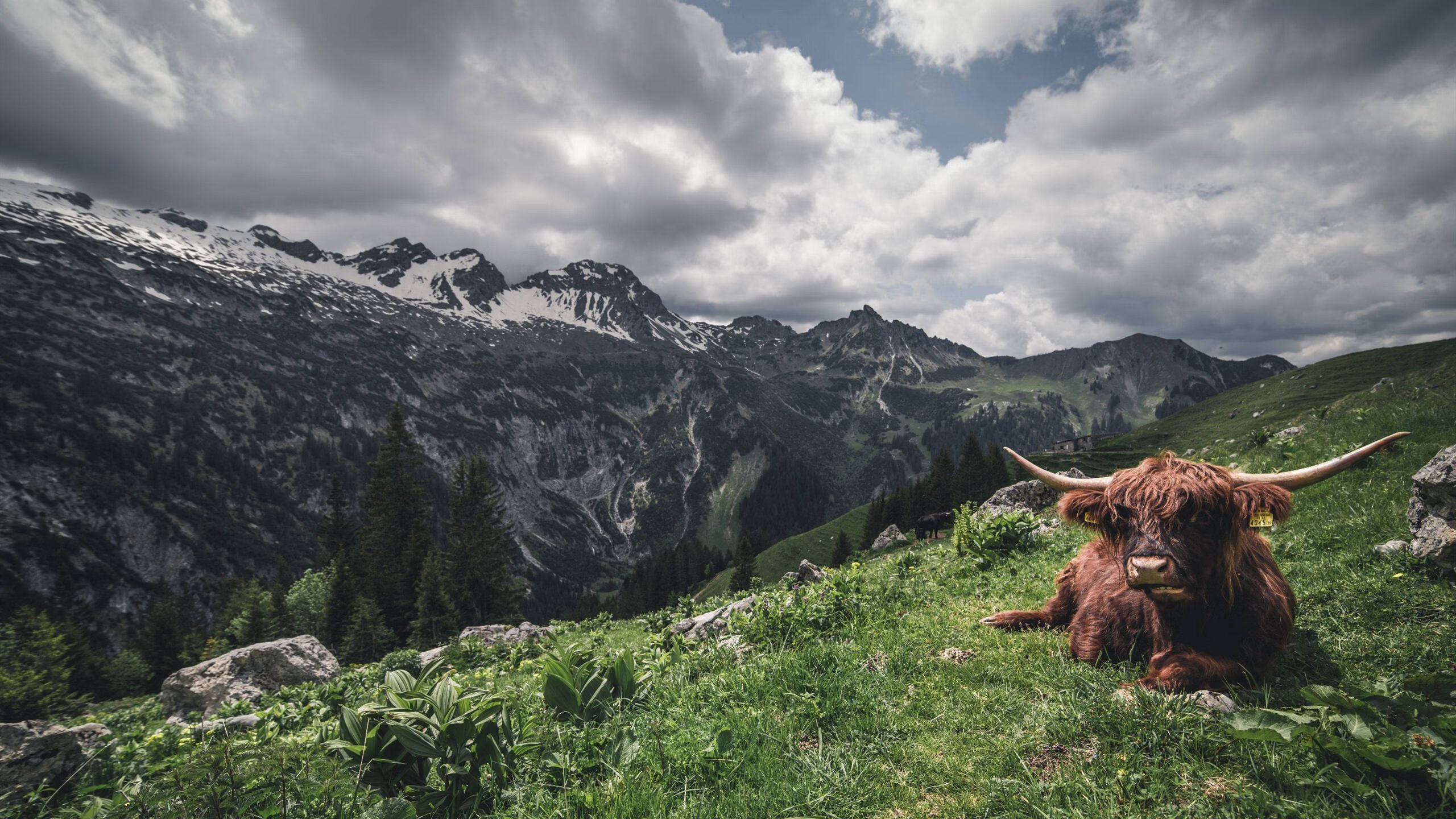开云体育在线-美加墨世界杯焦点战阴影下，那不勒斯终结国际米兰，预示足坛新秩序