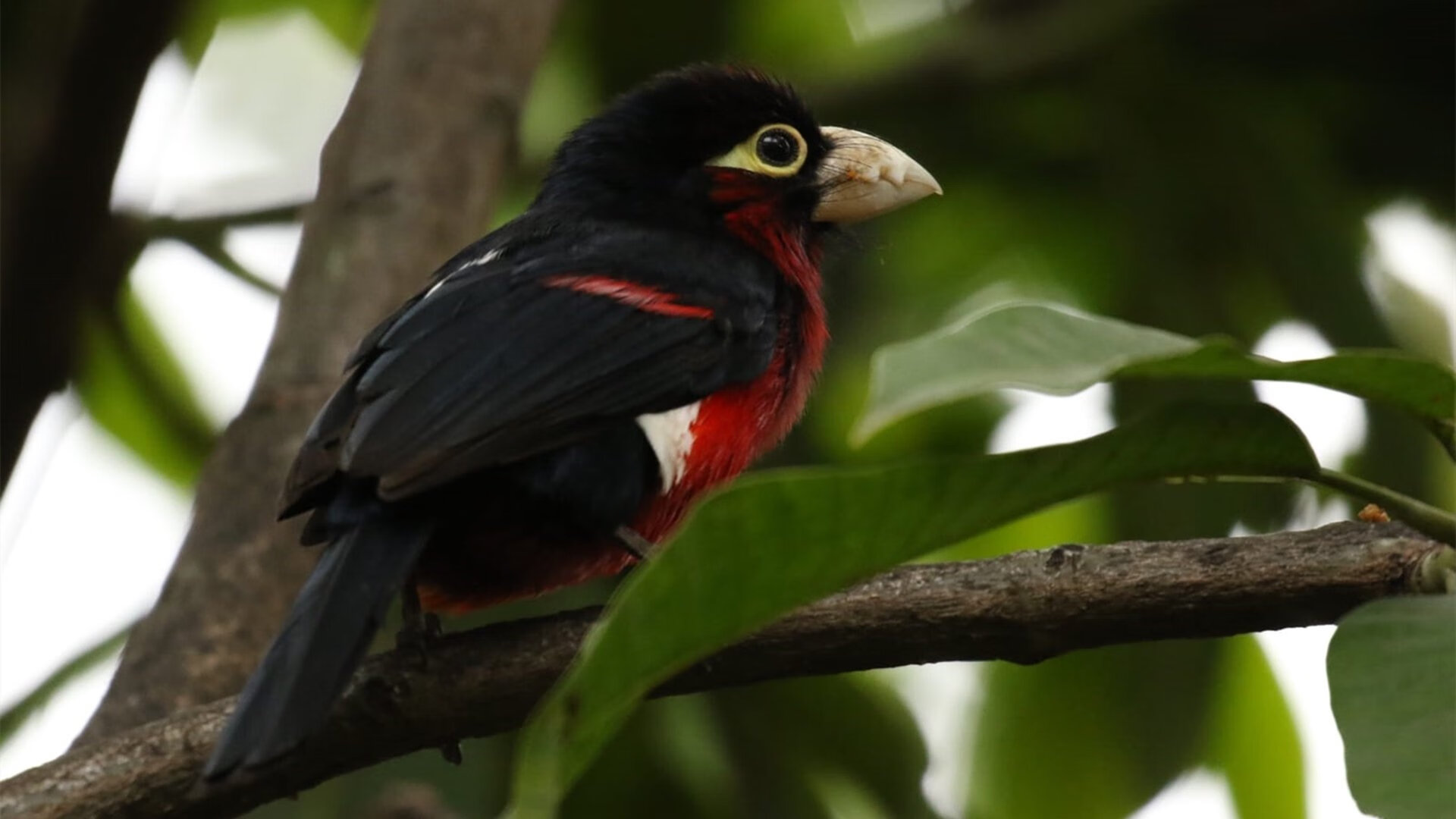 开云体育平台APP-两个战场，一种硬度，当巴尔韦德遇见尼斯的安哥拉之战