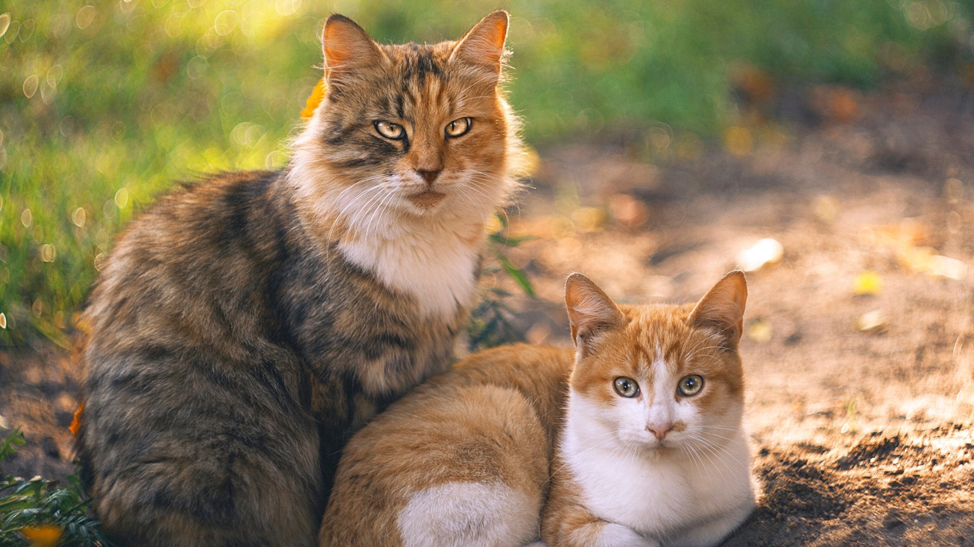 一枚硬币的两面，伦纳德冷血绝杀与老鹰的团队压制哲学