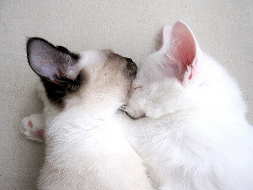 征服者之夜,皇马踏平洪都拉斯,拉亚在奥运烽火中加冕