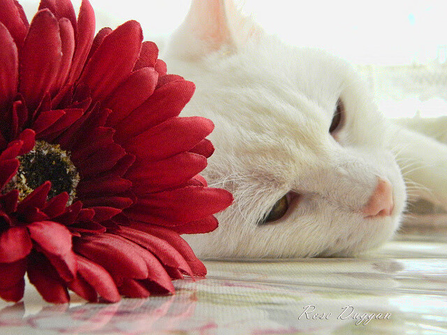 野兽入城,锡安撕碎独行侠防线,宣告巨兽篮球时代归来