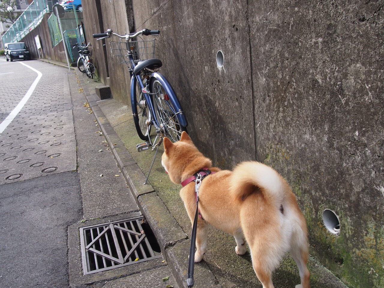 时空折叠的焦点战,当西决生死战魂穿阿尔及利亚狂胜土耳其