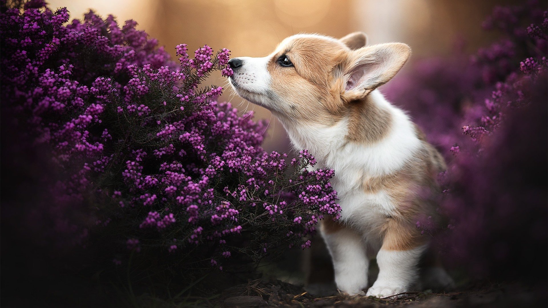 开云体育登录-油门与传球，当卢卡库在蒙扎赛道完成对阿森纳的终极超车